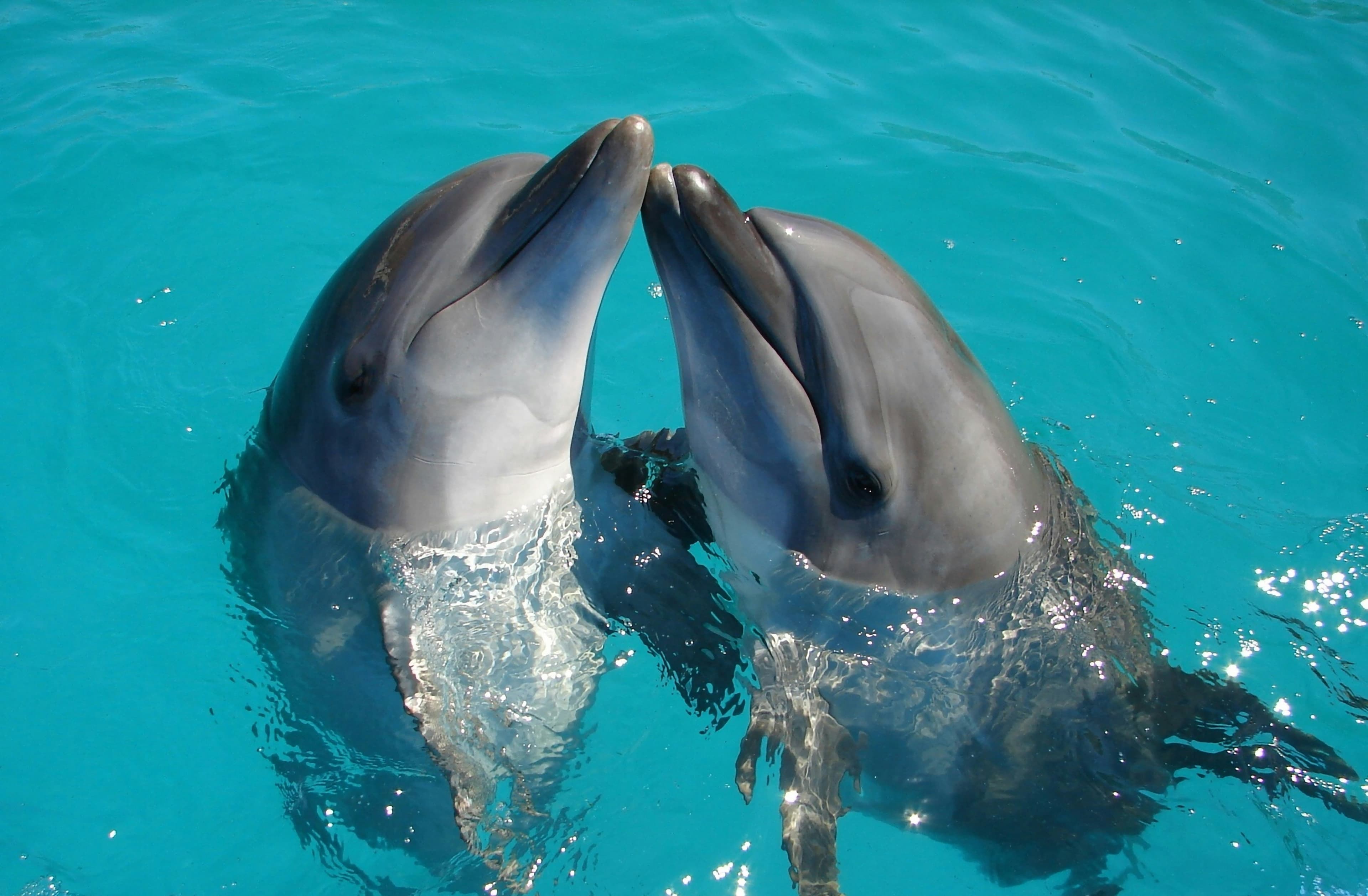 Dolphin swimming