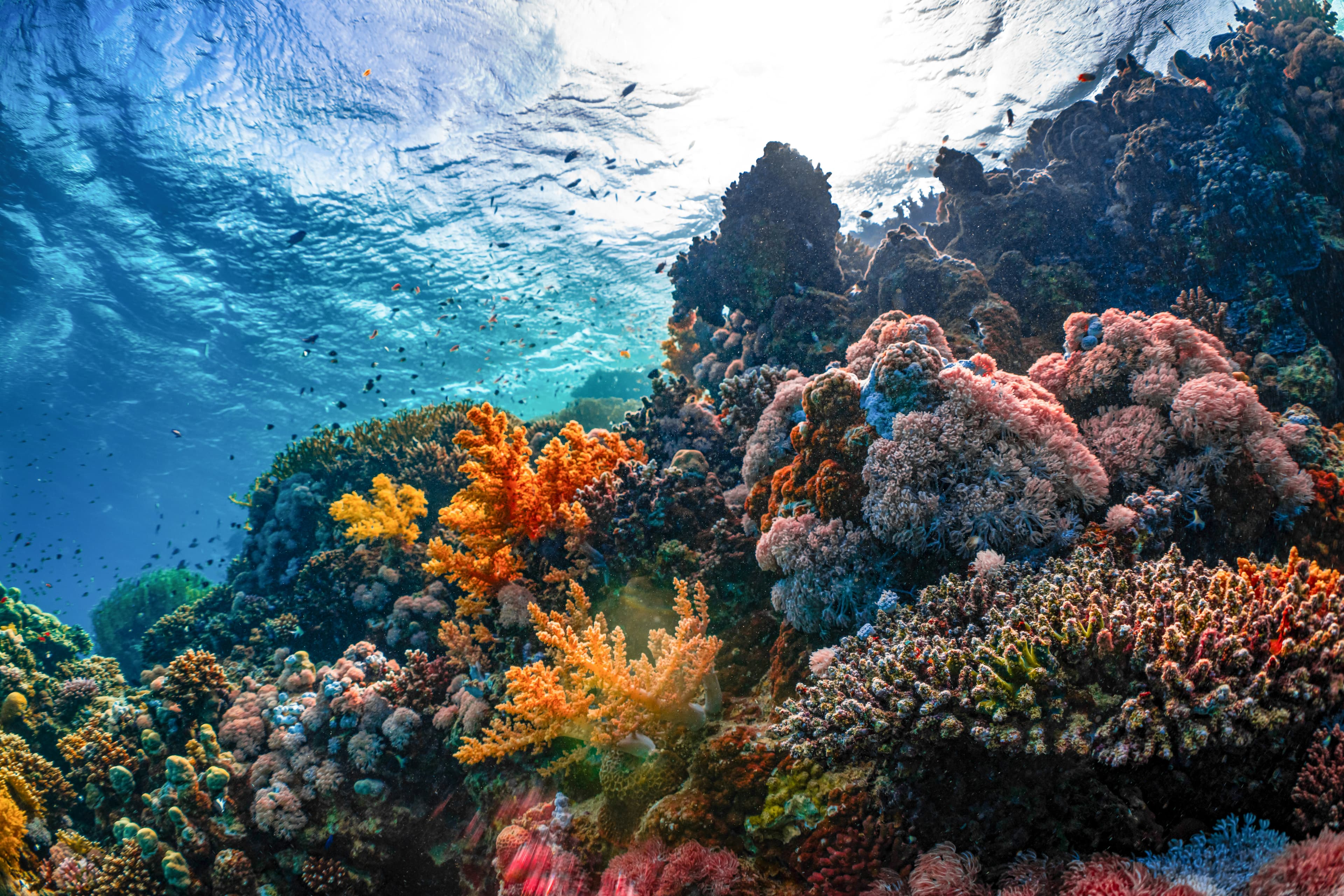 Vibrant coral reef in the ocean