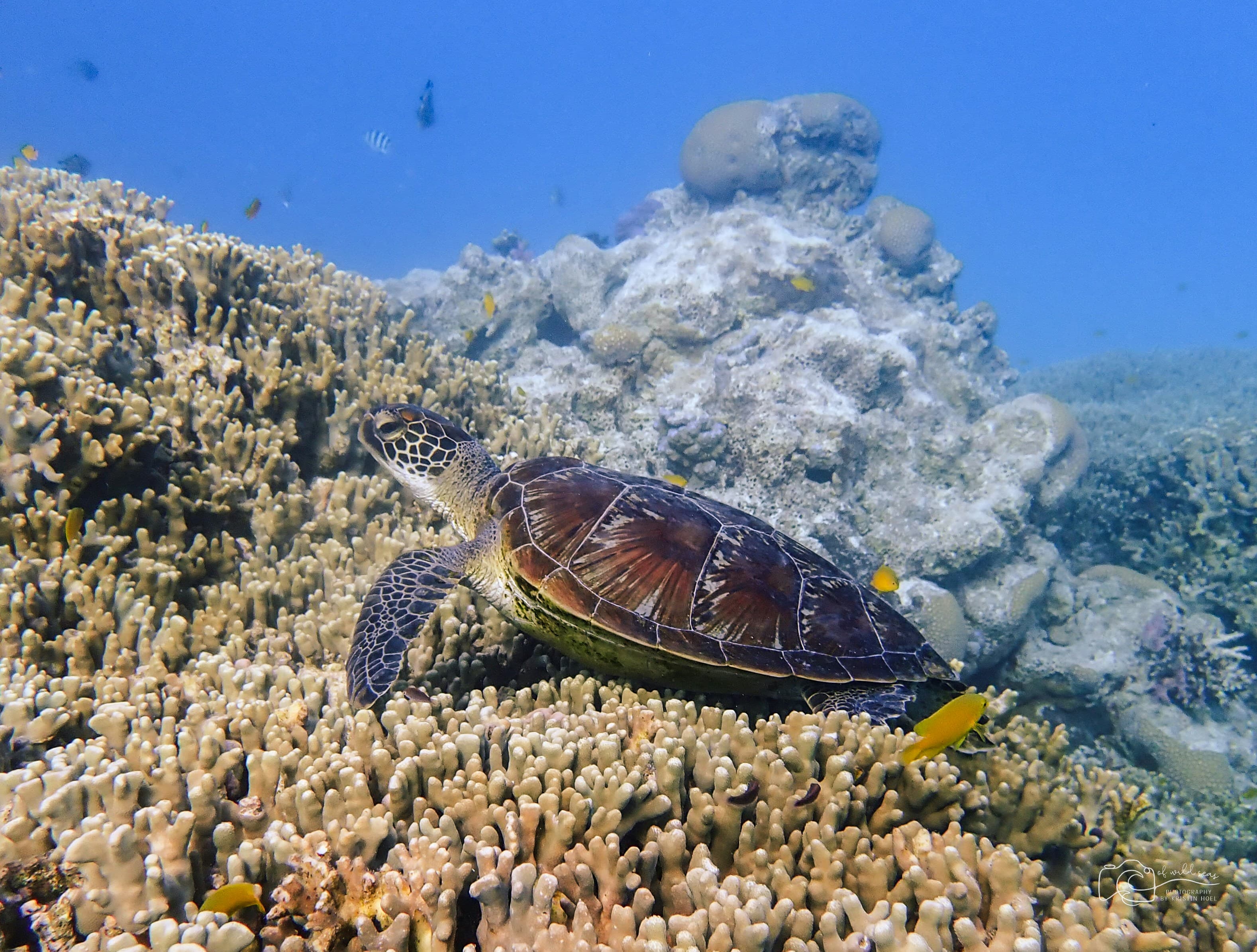 Sea Turtle Swimming