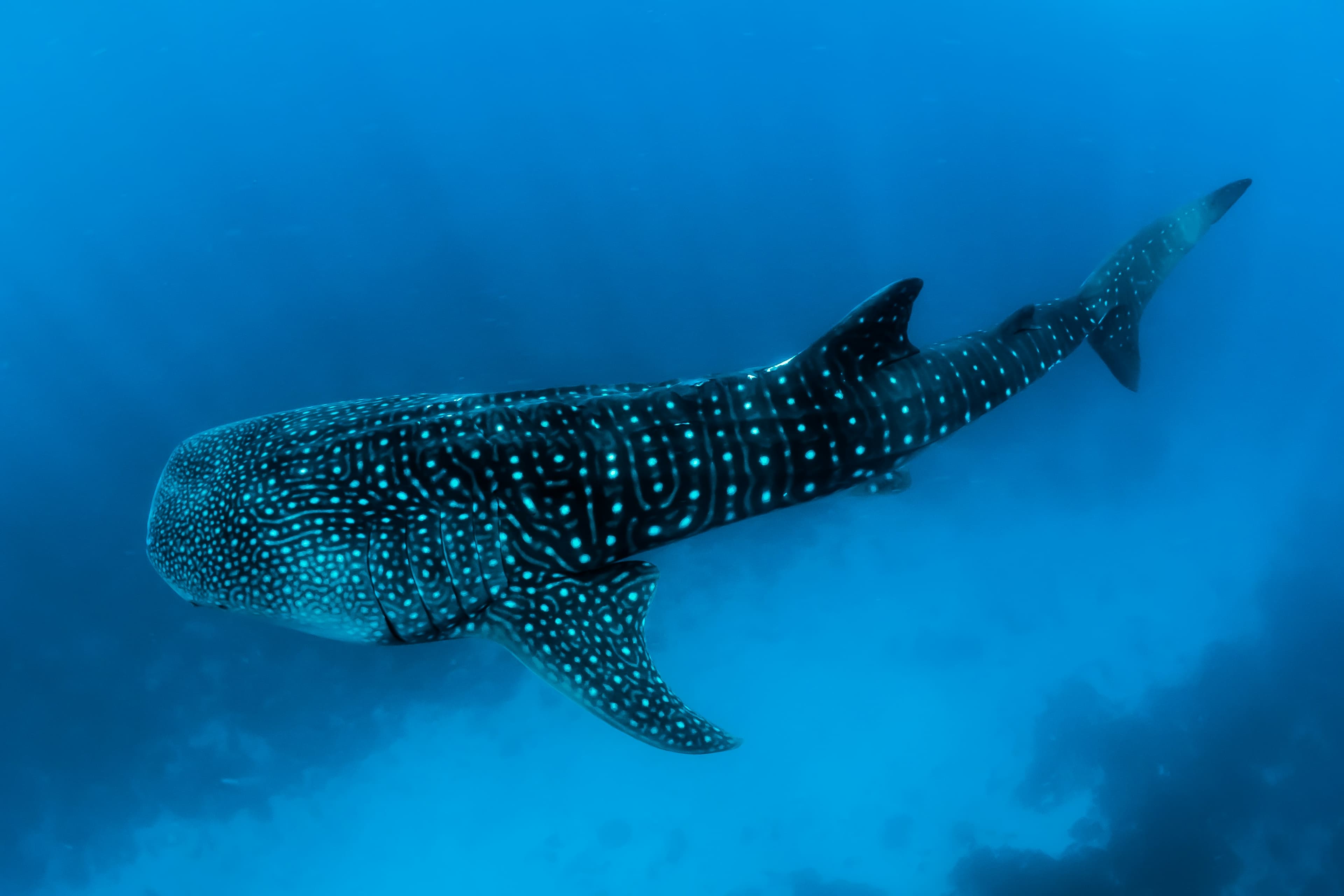 Gentle Whale Shark